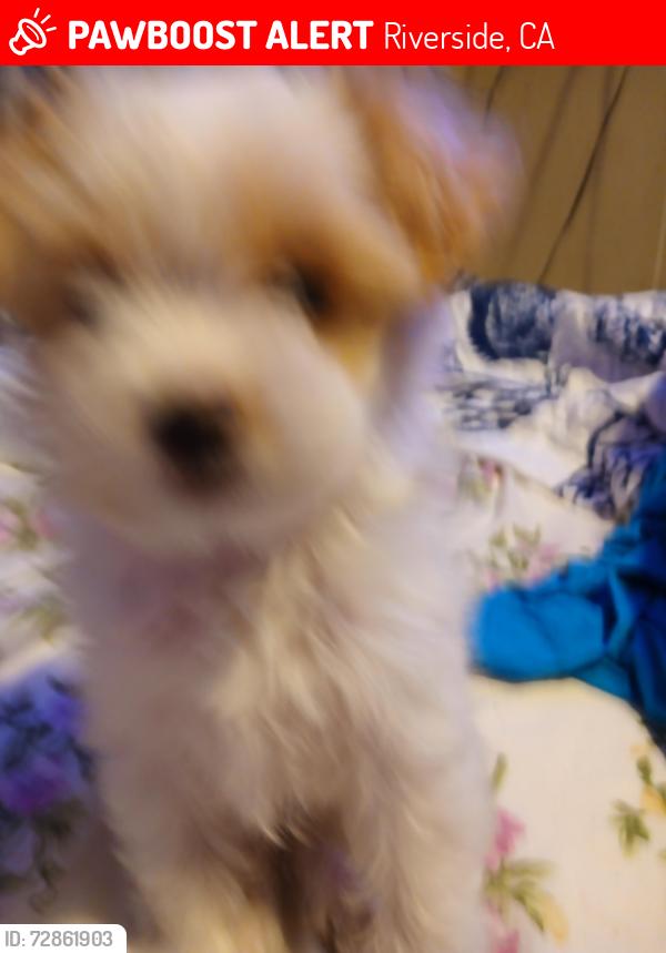 Lost Female Dog last seen Tower st, Riverside, CA 92506