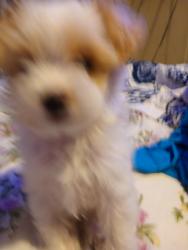 Lost Female Dog last seen Tower st, Riverside, CA 92506