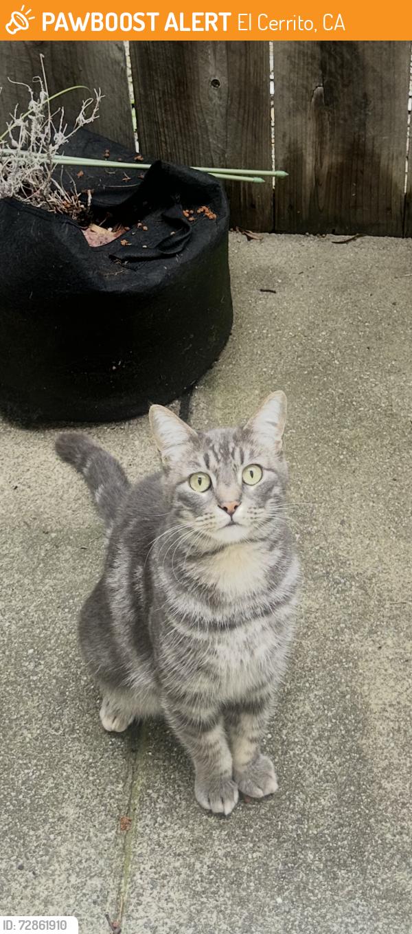 Found/Stray Unknown Cat last seen Avila St, El Cerrito, CA 94530