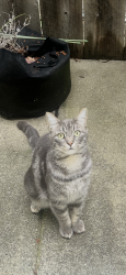 Found/Stray Unknown Cat last seen Avila St, El Cerrito, CA 94530