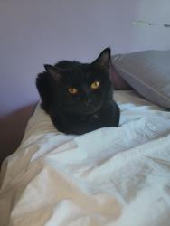 Found/Stray Male Cat last seen Tifton str, Norfolk, VA 23513