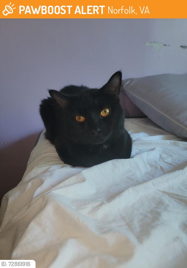 Found/Stray Male Cat last seen Tifton str, Norfolk, VA 23513
