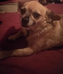Lost Female Dog last seen 48st vineyard Tempe , Phoenix, AZ 85283