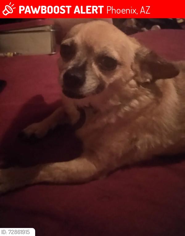 Lost Female Dog last seen 48st vineyard Tempe , Phoenix, AZ 85283