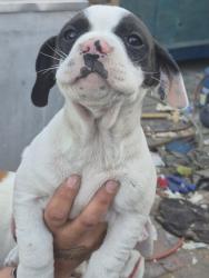 Lost Female Dog last seen Market st & 47th, San Diego, CA 92113