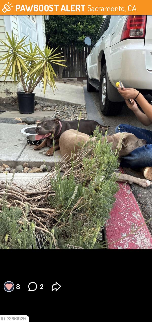 Found/Stray Male Dog last seen Rainforth and Sam ave , Sacramento, CA 95822