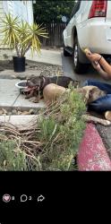 Found/Stray Male Dog last seen Rainforth and Sam ave , Sacramento, CA 95822