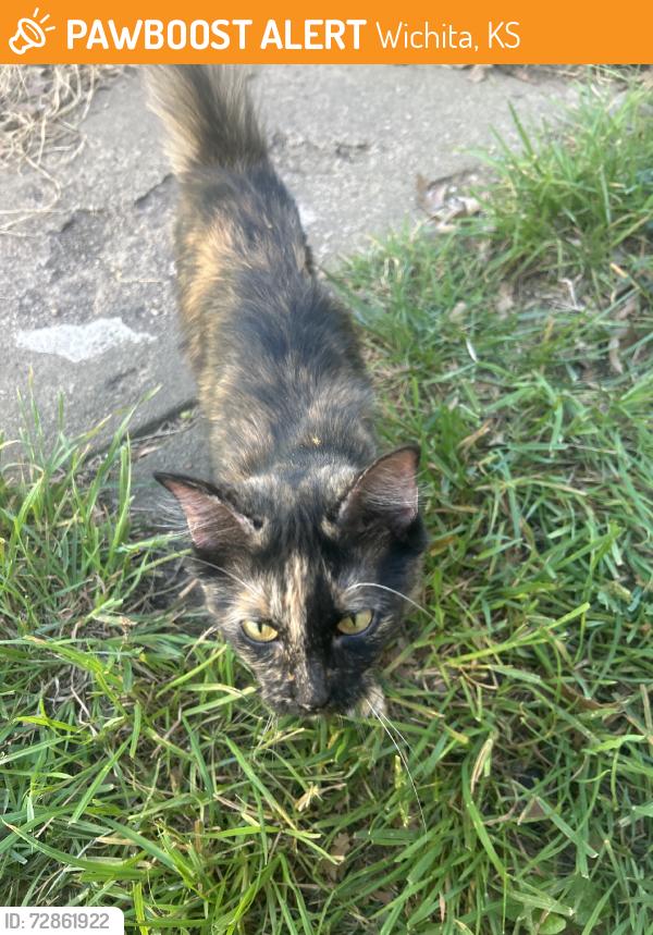 Found/Stray Female Cat last seen Near S Spruce st wichita ks, Wichita, KS 67211