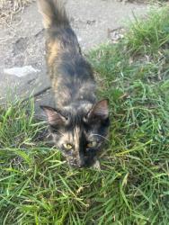 Found/Stray Female Cat last seen Near S Spruce st wichita ks, Wichita, KS 67211