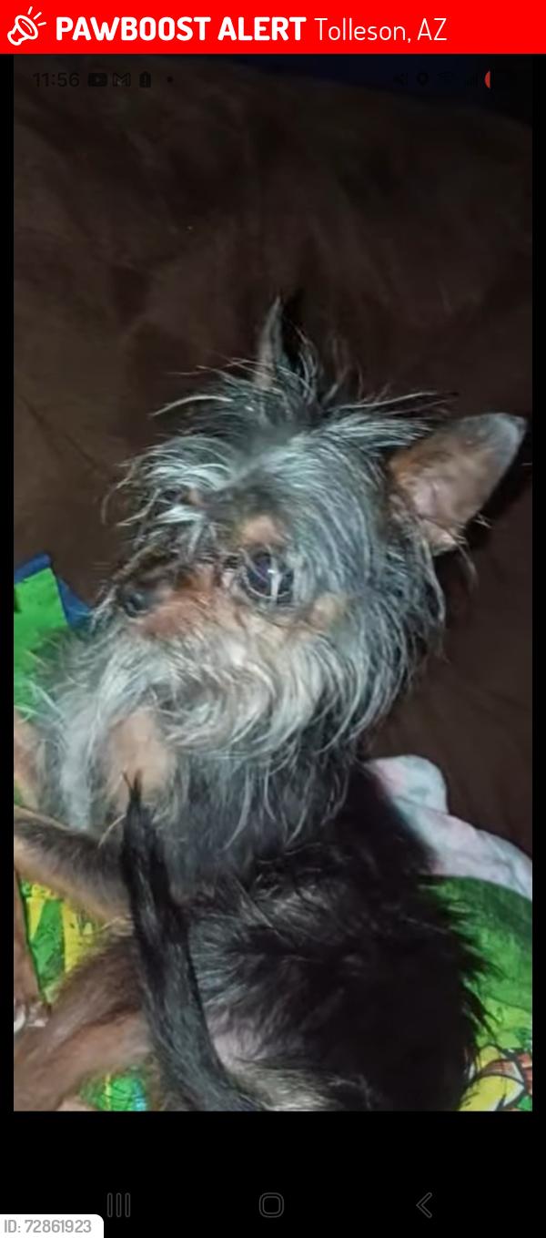 Lost Male Dog last seen Near w Miami  st , Tolleson, AZ 85353