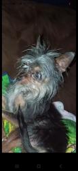 Lost Male Dog last seen Near w Miami  st , Tolleson, AZ 85353