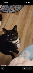 Lost Male Cat last seen Near George Washington dr, Spartanburg, SC 29306