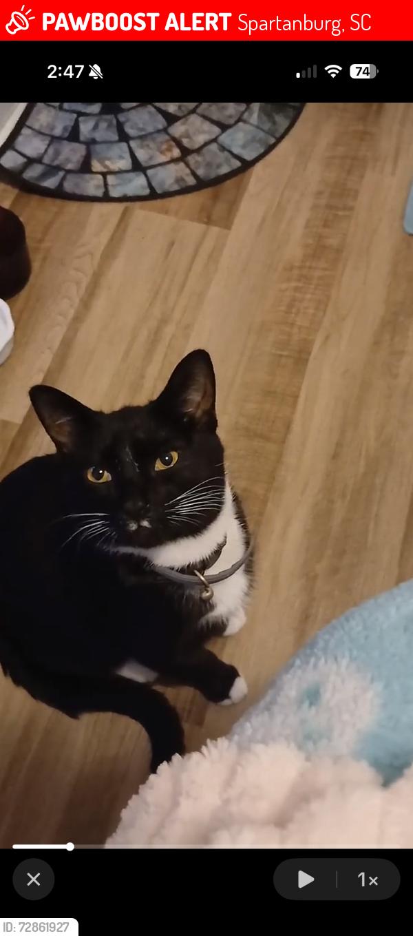 Lost Male Cat last seen Near George Washington dr, Spartanburg, SC 29306