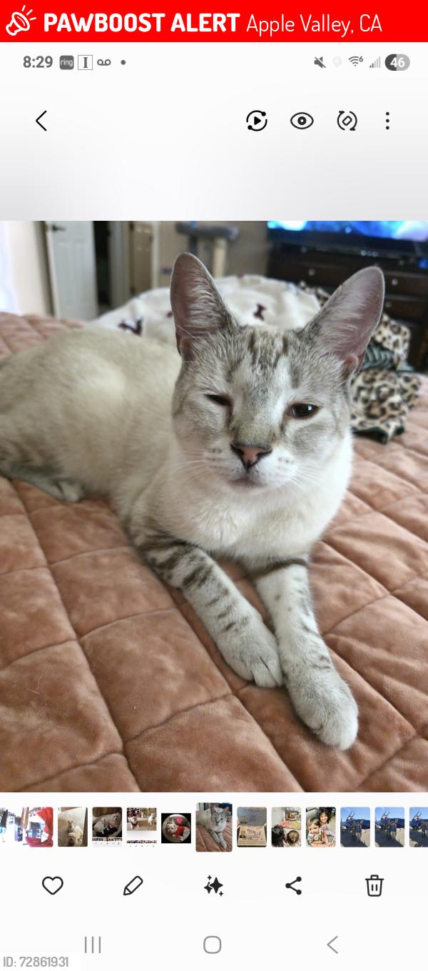 Lost Female Cat last seen Wato apple valley , Apple Valley, CA 92395