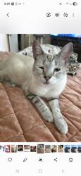 Lost Female Cat last seen Wato apple valley , Apple Valley, CA 92395