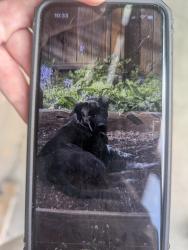 Lost Female Dog last seen 10th street, Vancouver, BC 