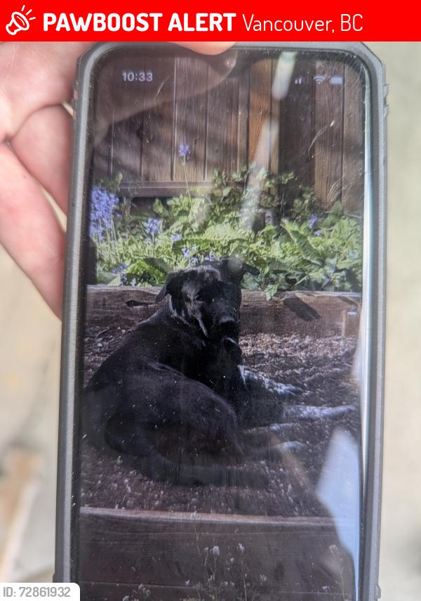 Lost Female Dog last seen 10th street, Vancouver, BC 