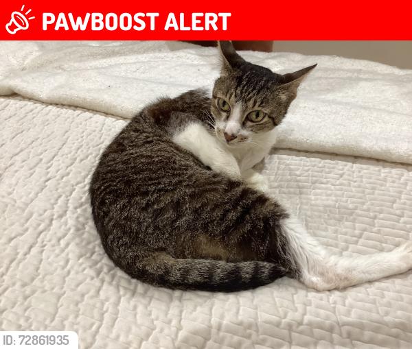 Lost Male Cat last seen Blackbird Way , Hertfordshire, England 