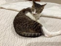 Lost Male Cat last seen Blackbird Way , Hertfordshire, England 