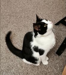 Lost Male Cat last seen Near Park Crescent PR9 9NW Southport , Merseyside, England PR9 9NW