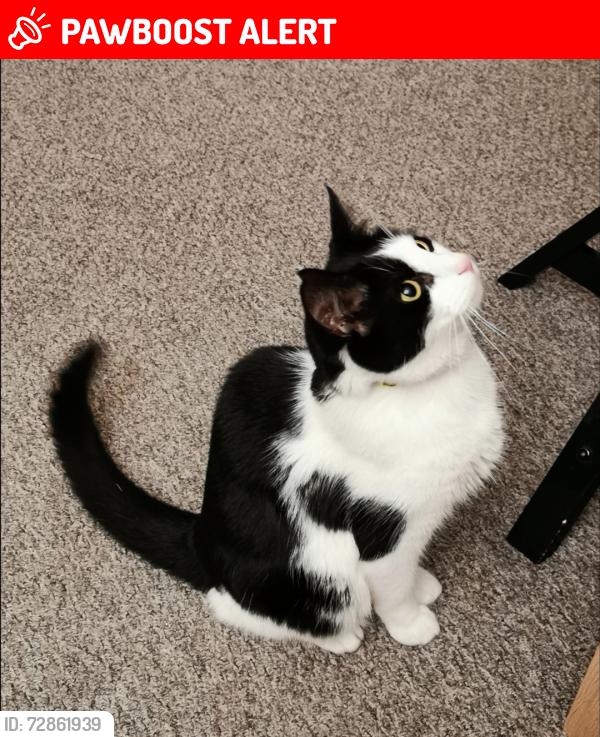 Lost Male Cat last seen Near Park Crescent PR9 9NW Southport , Merseyside, England PR9 9NW