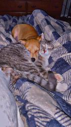 Lost Male Cat last seen Near NE Halsey st , Fairview, OR 97024