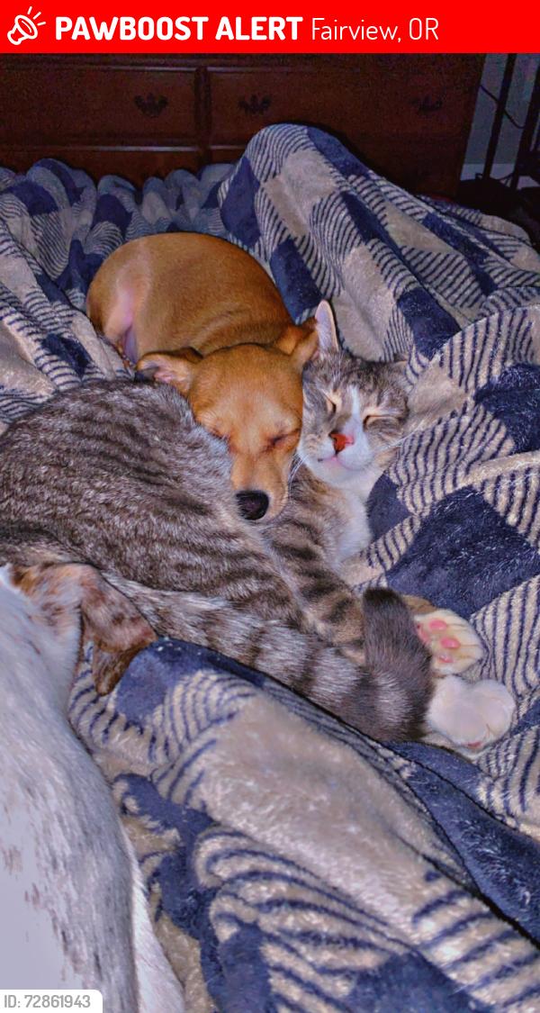 Lost Male Cat last seen Near NE Halsey st , Fairview, OR 97024
