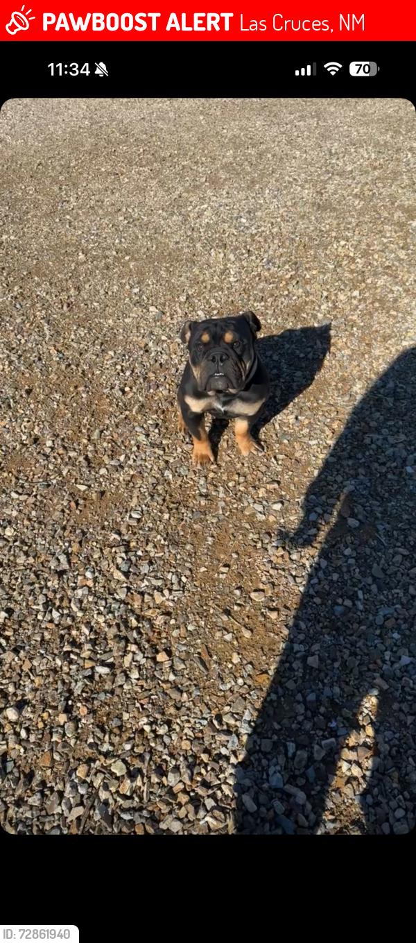 Lost Male Dog last seen Near holman rd, Las Cruces, NM 88012