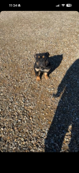Lost Male Dog last seen Near holman rd, Las Cruces, NM 88012