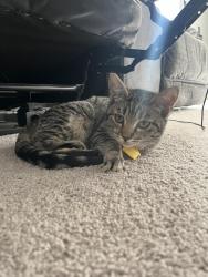 Lost Female Cat last seen SE Equinox Ln and SE Crescent Dr, Hillsboro, OR 97123