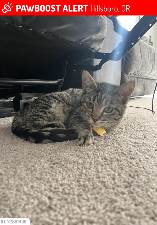 Lost Female Cat last seen SE Equinox Ln and SE Crescent Dr, Hillsboro, OR 97123