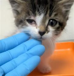 Shelter Stray Male Cat last seen Near BLOCK ESPERANZA ST, BAKERSFIELD CA 93306, Bakersfield, CA 93308