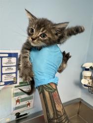 Shelter Stray Male Cat last seen Near BLOCK LINCOLN AVE, BAKERSFIELD CA 93308, Bakersfield, CA 93308