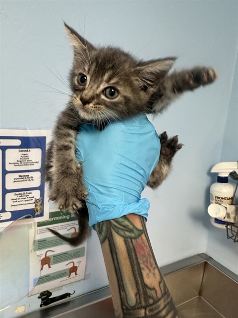 Shelter Stray Male Cat last seen Near BLOCK LINCOLN AVE, BAKERSFIELD CA 93308, Bakersfield, CA 93308