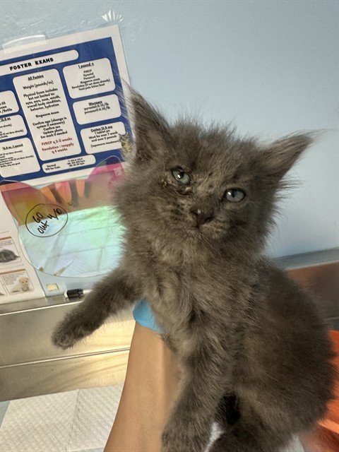 Shelter Stray Female Cat last seen Near BLOCK LINCOLN AVE, BAKERSFIELD CA 93308, Bakersfield, CA 93308