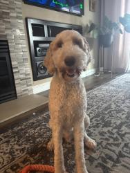 Reunited Male Dog last seen Seen jumping fences near Paddington Court around 9pm, Roseville, CA 95678