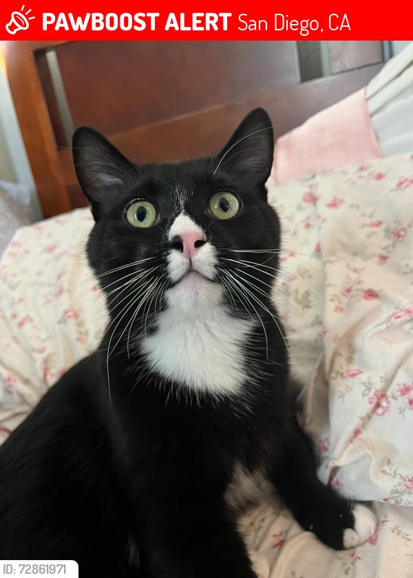 Lost Male Cat last seen goodwin street, tait street, nearby usd area, San Diego, CA 92111