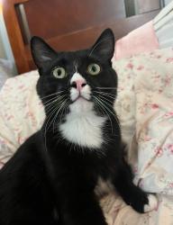 Lost Male Cat last seen goodwin street, tait street, nearby usd area, San Diego, CA 92111