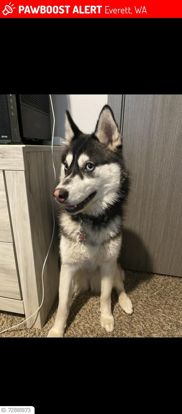 Lost Female Dog last seen Olivia park, Everett, WA 98204