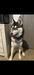 Lost Female Dog last seen Olivia park, Everett, WA 98204