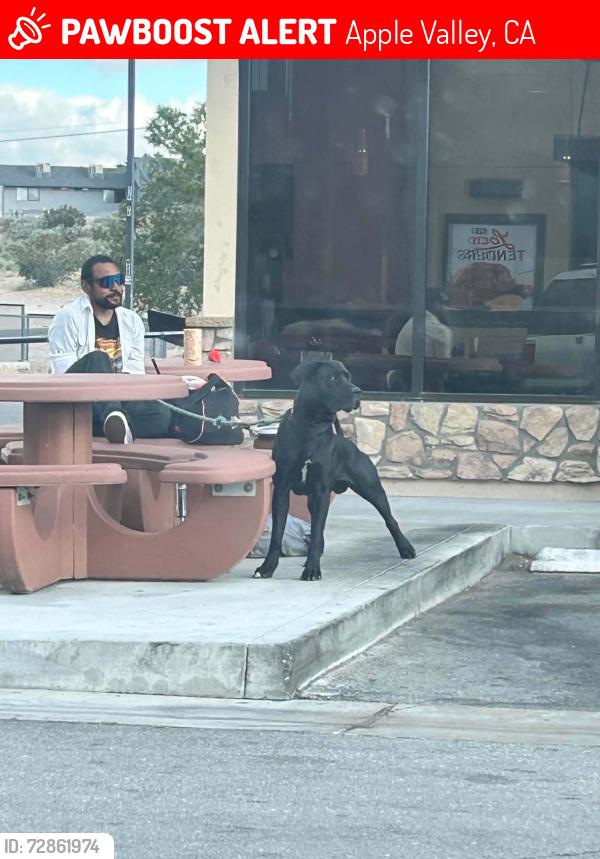 Lost Male Dog last seen Apple valley rd and hwy 18, Apple Valley, CA 92395