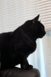 Lost Female Cat last seen SW Oak St. and 166th Ave. , Beaverton, OR 97007