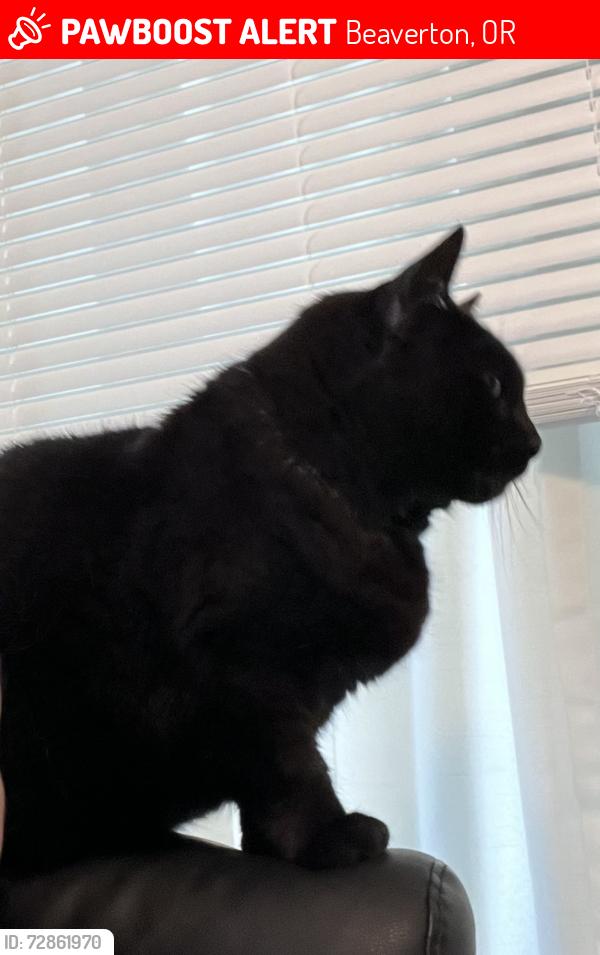 Lost Female Cat last seen SW Oak St. and 166th Ave. , Beaverton, OR 97007