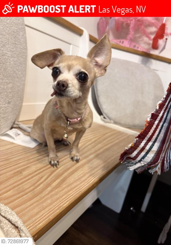 Lost Female Dog last seen McLeod and Viking , Las Vegas, NV 89121
