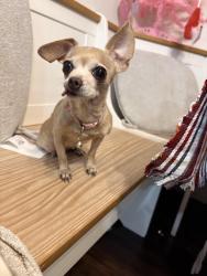 Lost Female Dog last seen McLeod and Viking , Las Vegas, NV 89121