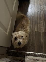 Found/Stray Male Dog last seen Villas at Hannover apmts , Stockbridge, GA 30281