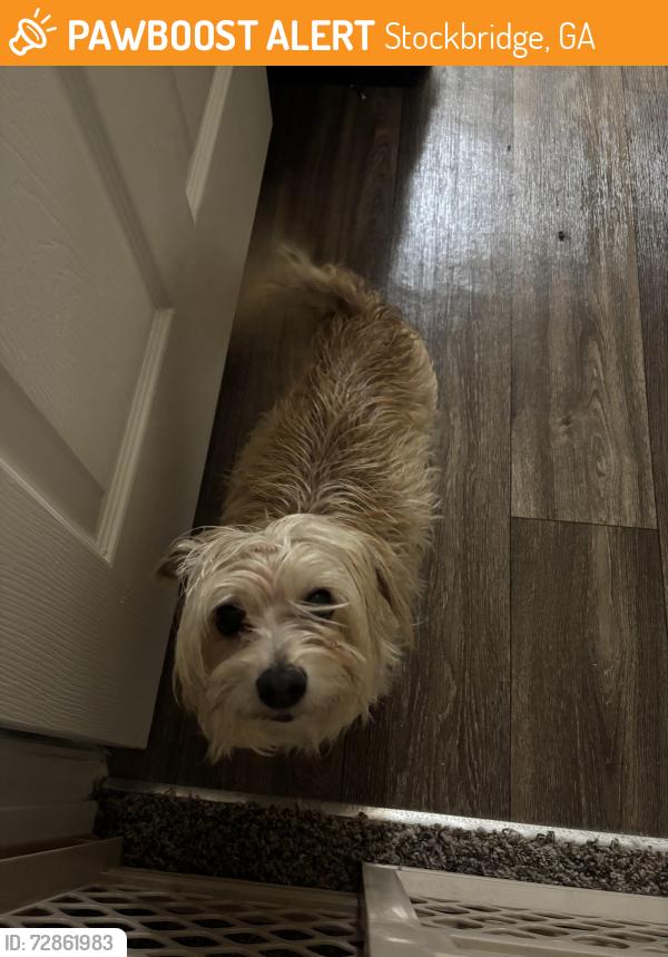 Found/Stray Male Dog last seen Villas at Hannover apmts , Stockbridge, GA 30281