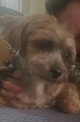Lost Male Dog last seen Channel st and 4th st , San Francisco, CA 94158