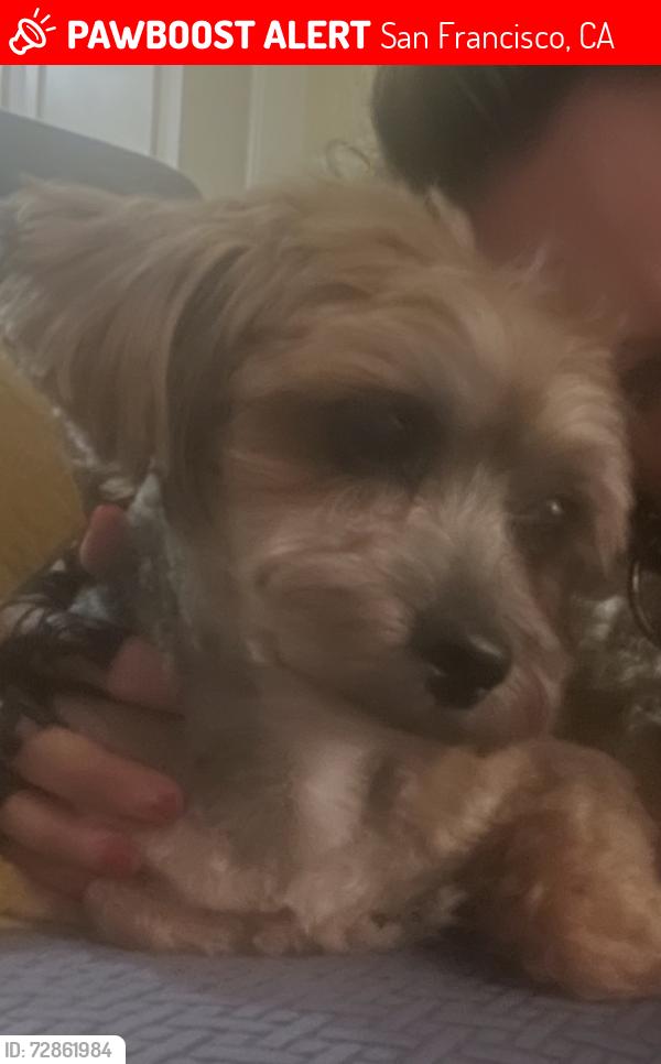 Lost Male Dog last seen Channel st and 4th st , San Francisco, CA 94158