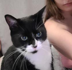 Lost Male Cat last seen Vicksburg and allegiance bend, Temple, TX 76504